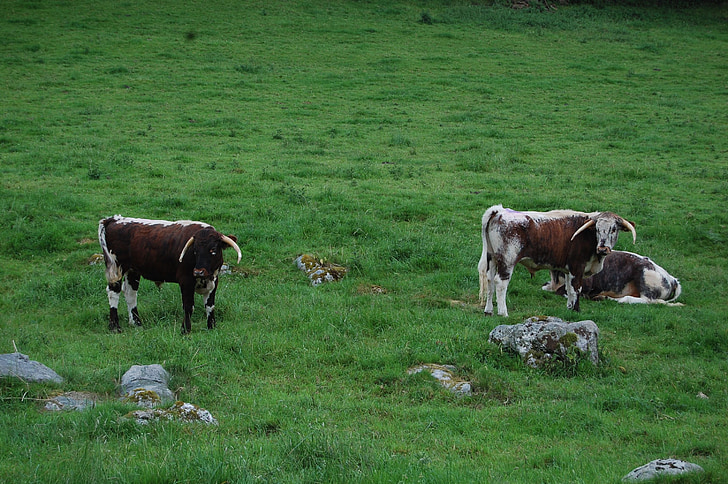 kravy, Anglicko, kampaň