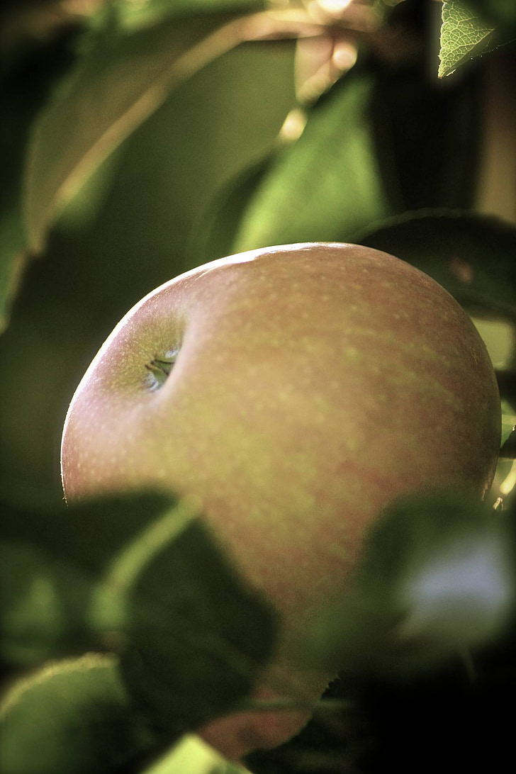 Apple, cerrar, macro, alimentos, árbol de manzana