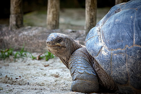 turtle, slowly, animal, panzer, tortoise, giant tortoise, tortoise shell