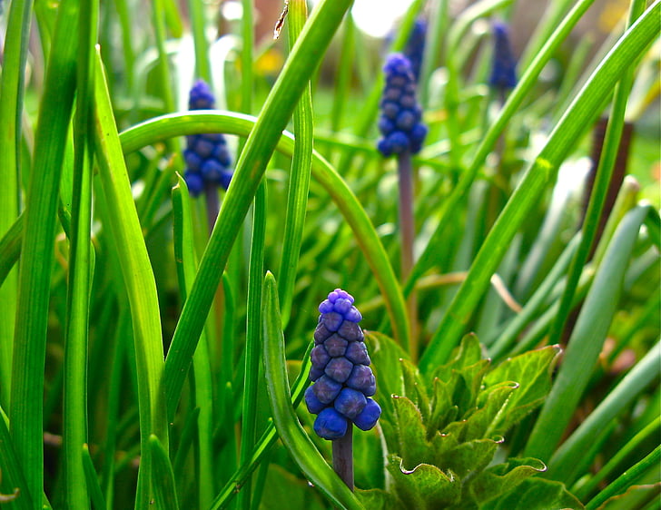 Muscari, druif hyacint, bloemen, lente, Bloom, blauw, voorjaar bloem