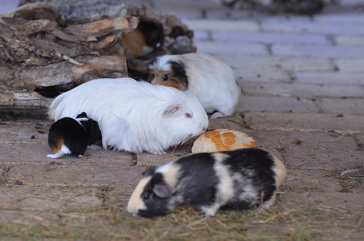 Guinea pig, Zoo di, dolce, atteggiamento esterno, mangiare, piccolo, animale