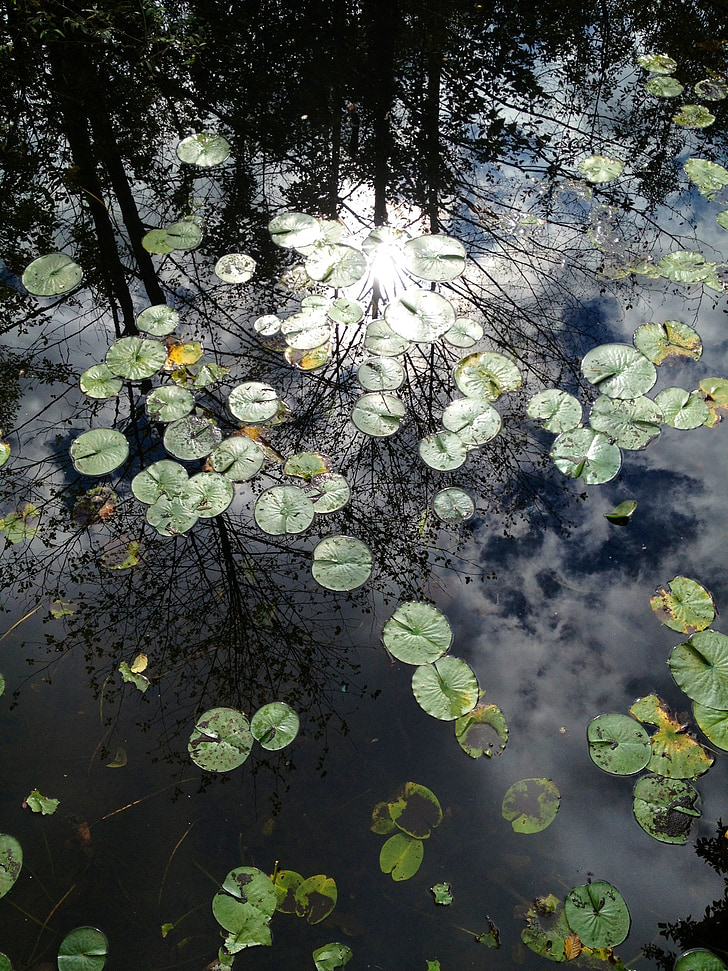 Lily pad, planta de l'estany, Estany, natura, reflexió, tranquil·la