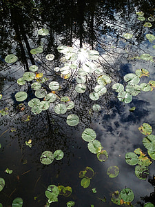 Lily pad, dammen växt, dammen, naturen, reflektion, lugn