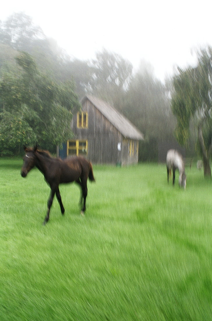 dva, hnědá, bílá, koně, Greenfield, trav, poblíž