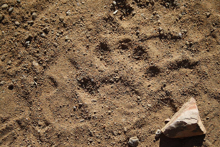 wild tracks, leopard, safari