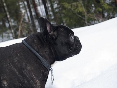 gos, Buldog, animal de companyia, Buldog francès, l'hivern