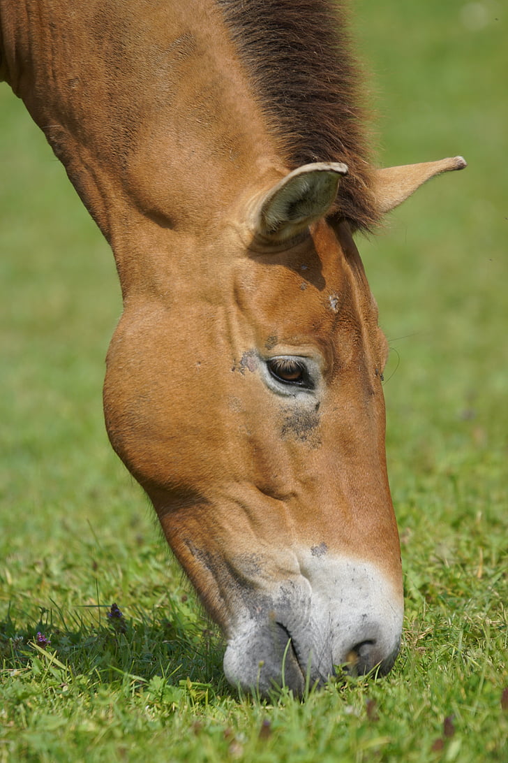 Przewalski, Divji konj, pašniki, pasejo, jesti, sesalec, Equus ferus przewalskii
