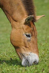 Przewalski, cavallo selvaggio, pascolo, pascolare, mangiare, mammifero, Equus ferus przewalskii