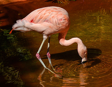 flamingo, bird, wading bird, pink, chilean flamingo, graceful, wildlife