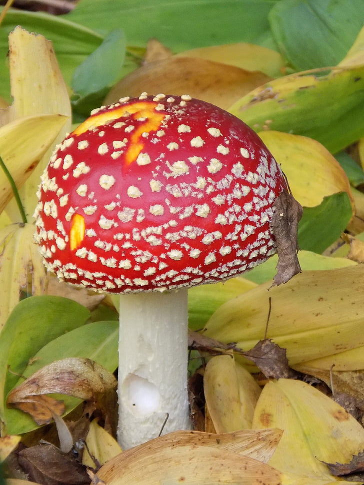 fly agaric, toxic, nature, red, spotted, autumn, lucky guy
