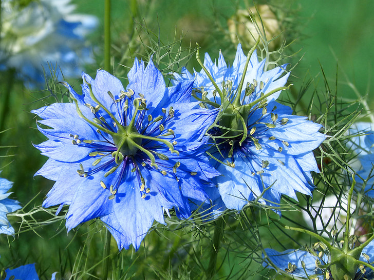 Nigella, blå blomma, blå stjärnan, skönhet, trädgård, clavellina, naturen