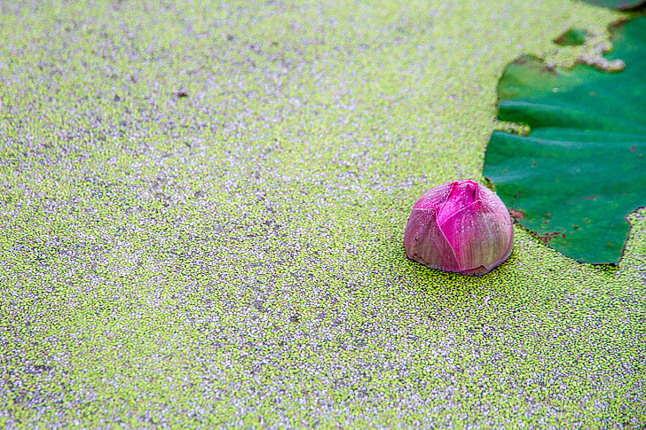 Nae, Lotus, el Lotus leaf, flors, Rosa