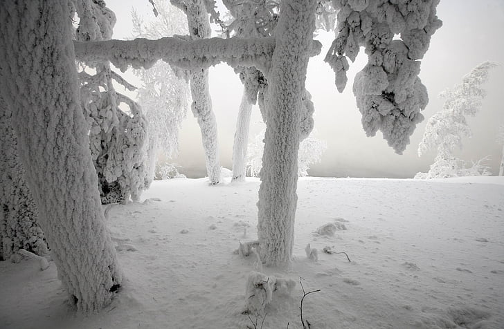 neu, l'hivern, Làrix, paisatge, arbre, natura