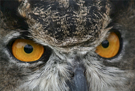 owl, great horned, eyes, predator, nature, wildlife, beak