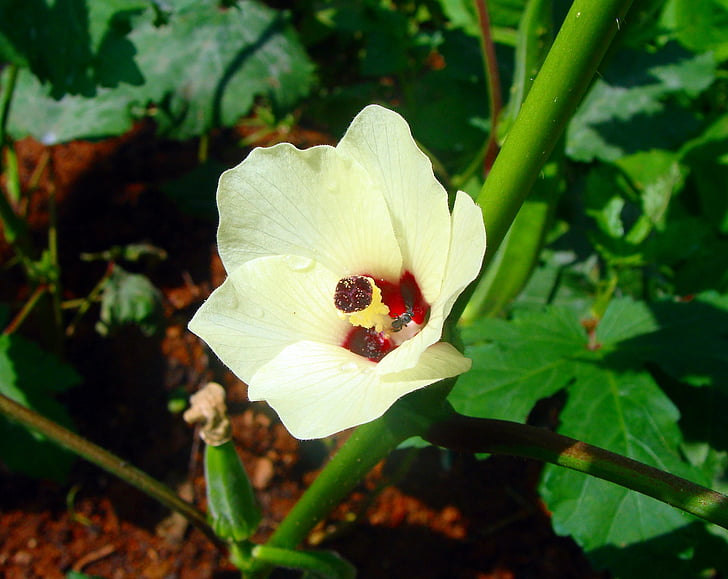 леди палец, цветок, Бамия, овощной, Дхарвад, Индия, Природа