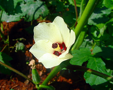 Lady finger, Hoa, đậu bắp, thực vật, Dharwad, Ấn Độ, Thiên nhiên