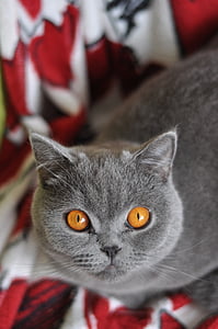 katt, Brittisk korthår cat, Husdjur, Feline, gula ögon, grå päls, ung katt