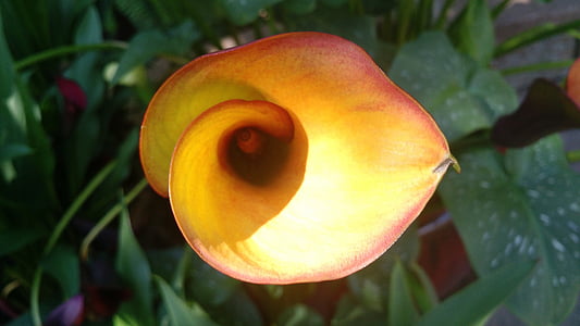 flower, phi, snail, natural design, nature, plant, petal