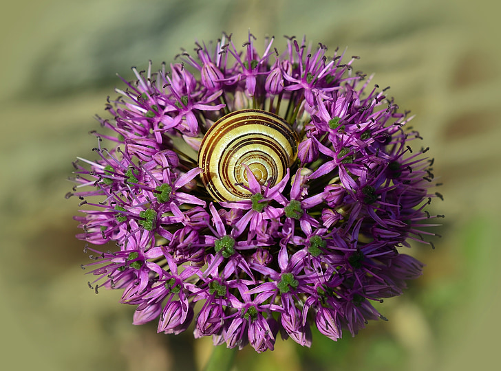 ceapă ornamentală, floare, floare, Shell, macro, închide, violet