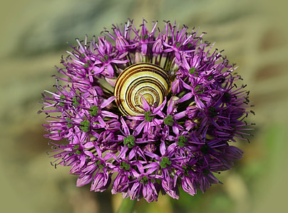 ornamental onion, blossom, bloom, shell, macro, close, purple
