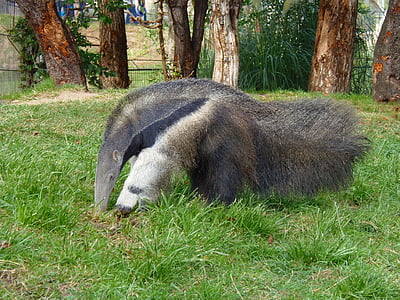 anteater, สัตว์, มด, ฟิลด์, สัตว์ตัวเดียว, หญ้า, รูปสัตว์