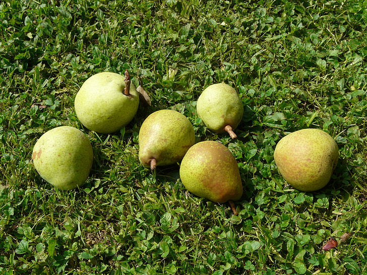 päron, äng, skörd, plocka, oväntade, Orchard, frukt