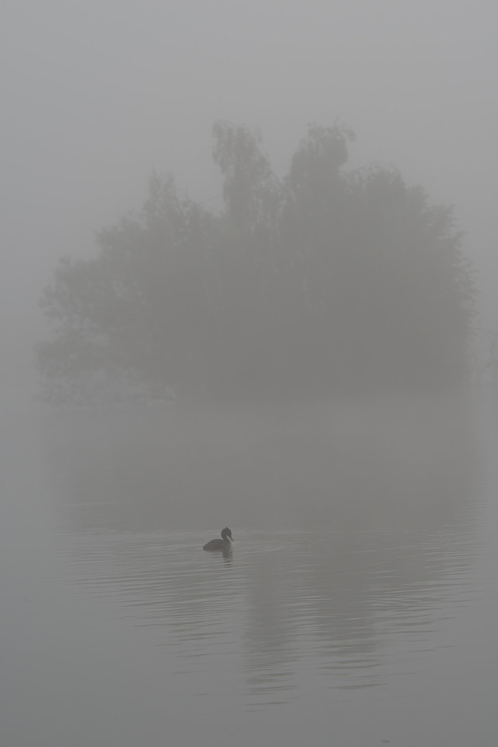 duck, bird, water, fog, wings, feathers, island