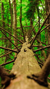 tronco de árbol muerto, bosque, naturaleza, paisaje, rama