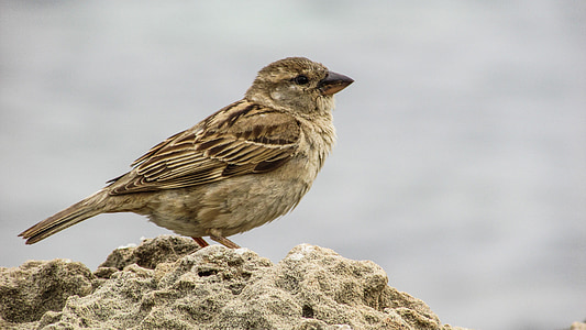 sparrow, young, cute, small, bird, animal, cyprus