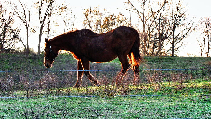 άλογο, καφέ, ζώο, θηλαστικό, αγρόκτημα, ηλιακό φως, φωτεινή