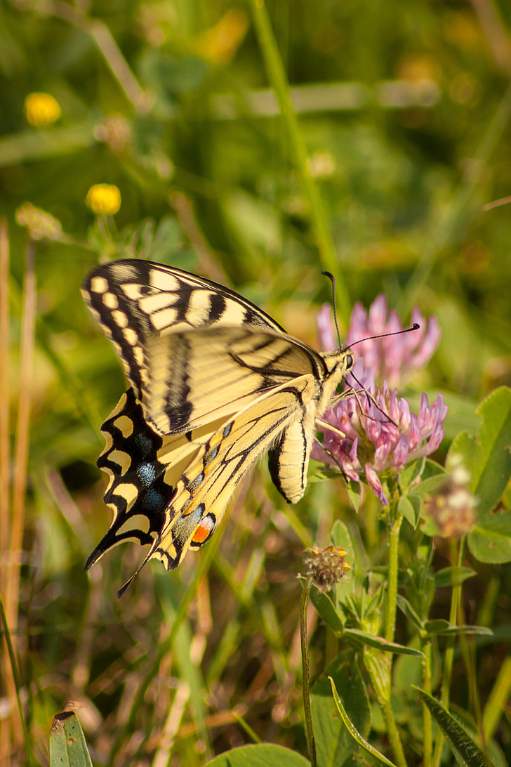 meadow, butterfly, macro, insect, colored, summer, swallowtail