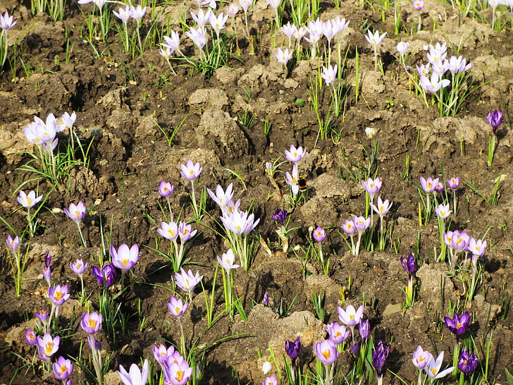 primavara, flori de primăvară, Crocus