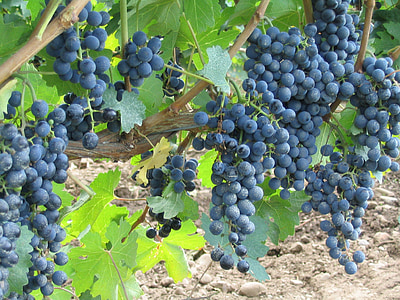 grapes, vine, vineyard, winery, wine, blue, niagara