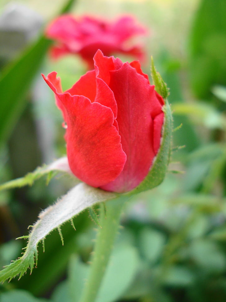 red rose, rose, flowers
