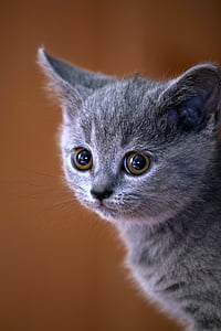 animal, cat, kitten, british blue cat, pet, british shorthair, gaze
