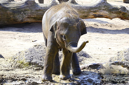 elephant, indian elephant, baby elephant, pachyderm, water, proboscis, mammals