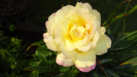 rose, rose yellow, yellow rose, yellow roses, floribunda, yellow flowers, rose blooms
