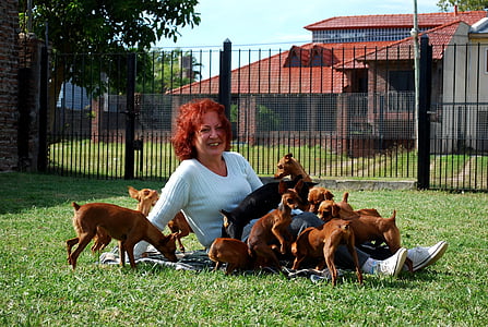 Аргентина, Срібло, Буенос-Айрес, на lupe, інкубатор, собака, щеня