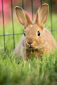 hare, animal, green, eskers, rabbit, ears, brown