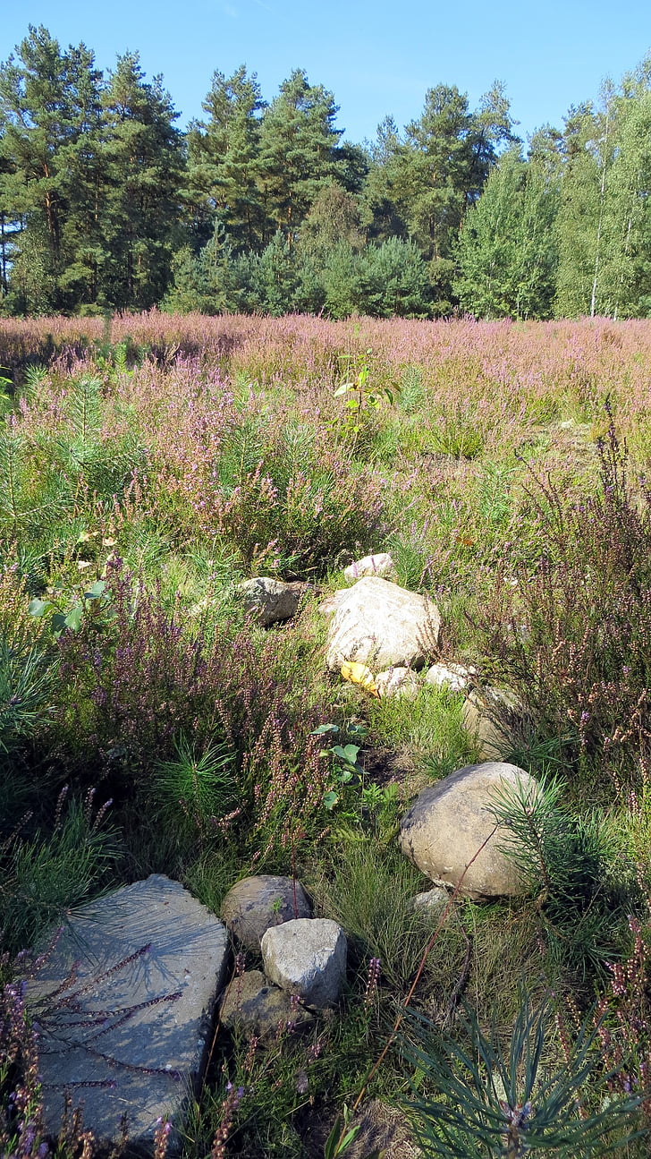 Lüneburger Heide, Heide, Heidekraut blüht, Anlage, Landschaft, Natur, Blumen