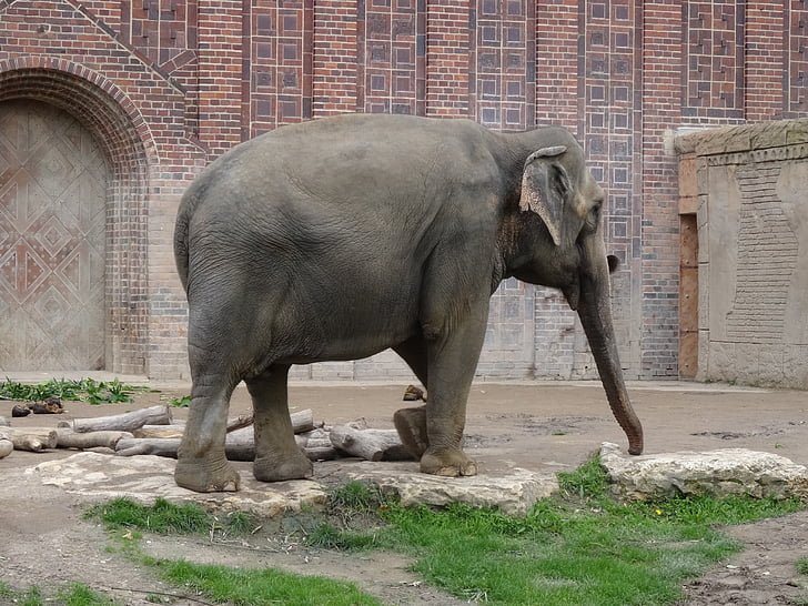 ελέφαντας, Ζωολογικός Κήπος, Πορτραίτο ζώου, παχύδερμο