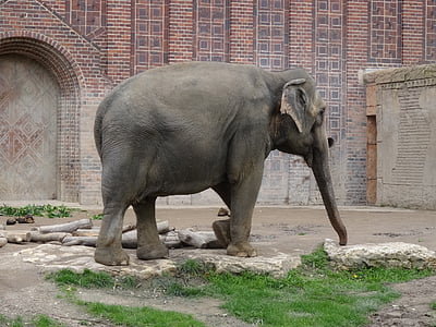 elefant, Zoo, animalske portræt, pachyderm