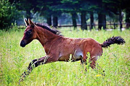 ม้า, foal, พันธุ์สุนัขไล่เนื้ออาหรับ, แม่พิมพ์สีน้ำตาล, ทุ่งหญ้า, ควบม้า