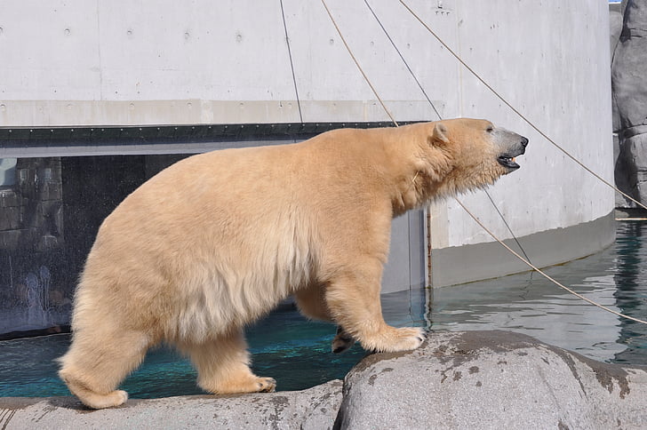 Zoološki vrt, Polarni medvjed, skupo