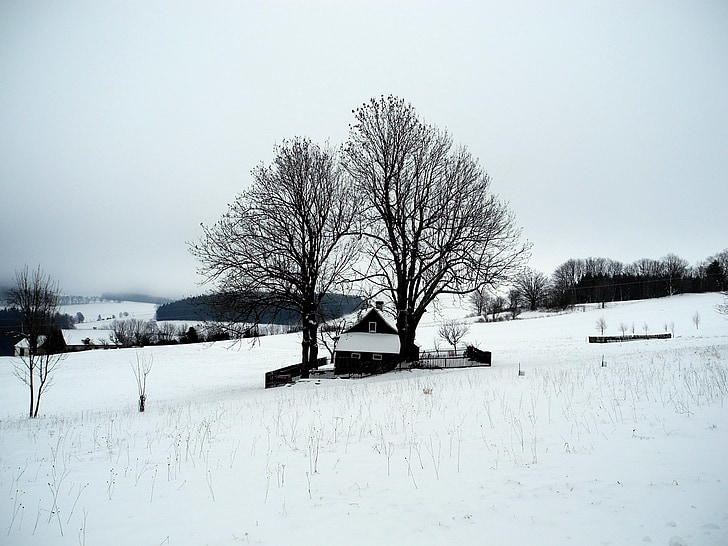 landskab, vinter, sne, sneklædte