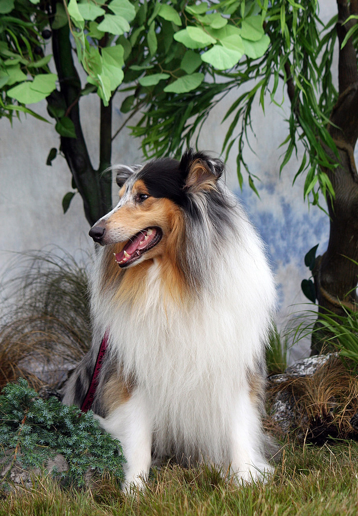 Rough collie, Collie, chien, sable, Merle, belle, canine