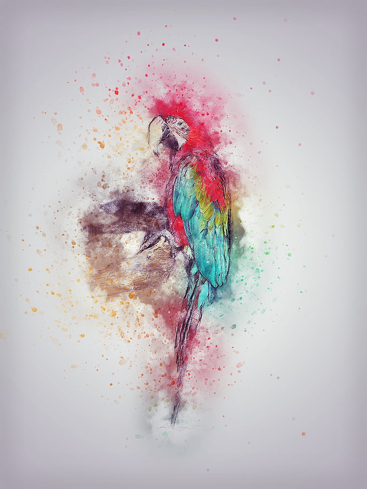 parrot, bird, feathering, art, abstract, nature, animal