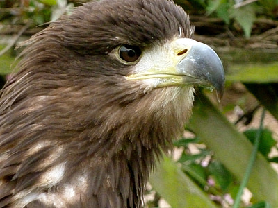eagle, eye, beak, bird, nature, wildlife, feather