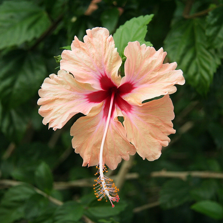 hibiscus, flower, floral, tropical, exotic, nature, green