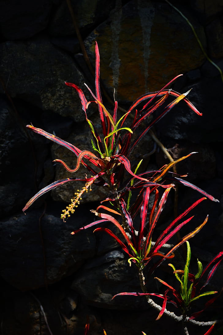 Crotona, planta, tropical, exòtiques, codiaeum variegatum, arbust meravellós, flor de càncer